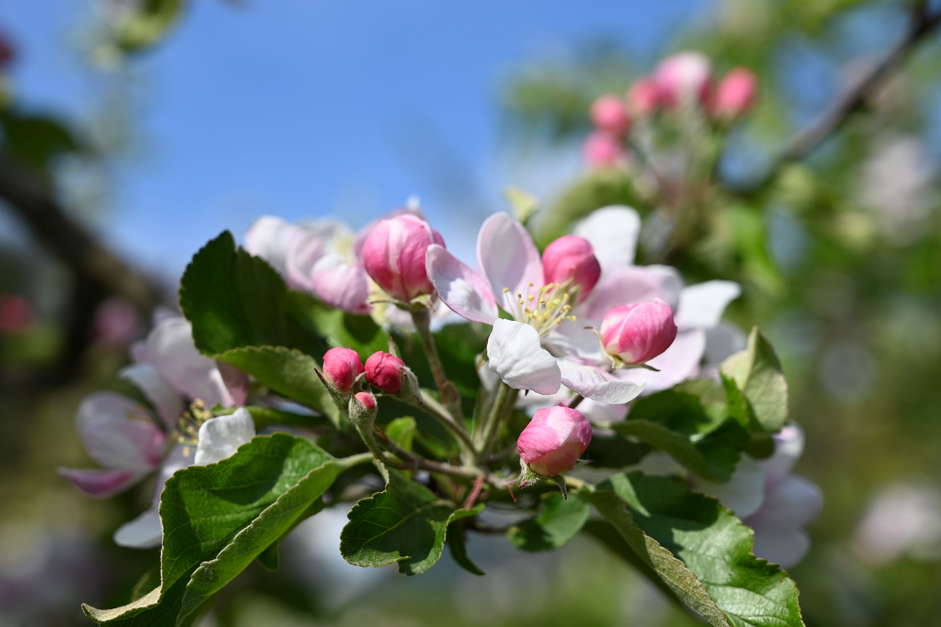 Apfelblüte im Bio-Apfelhof Landhaus Freiburgerhof