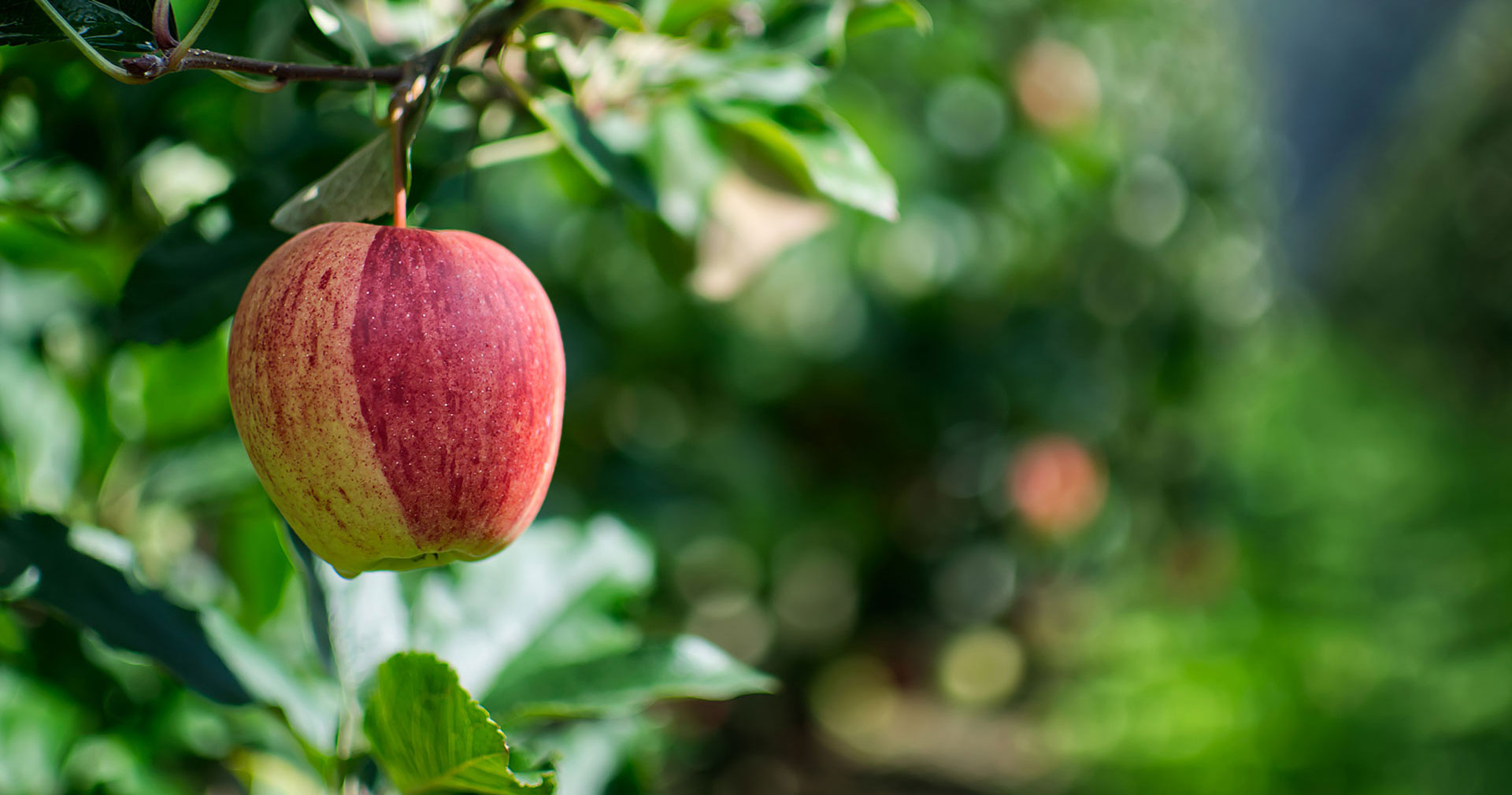 Duftende Bio-Obstwiesen